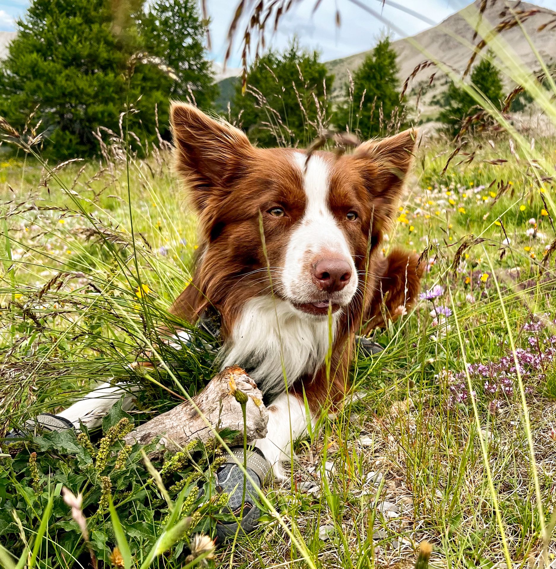 Leo de Landschapshond Tuinarchitect Lscapes Antwerpen