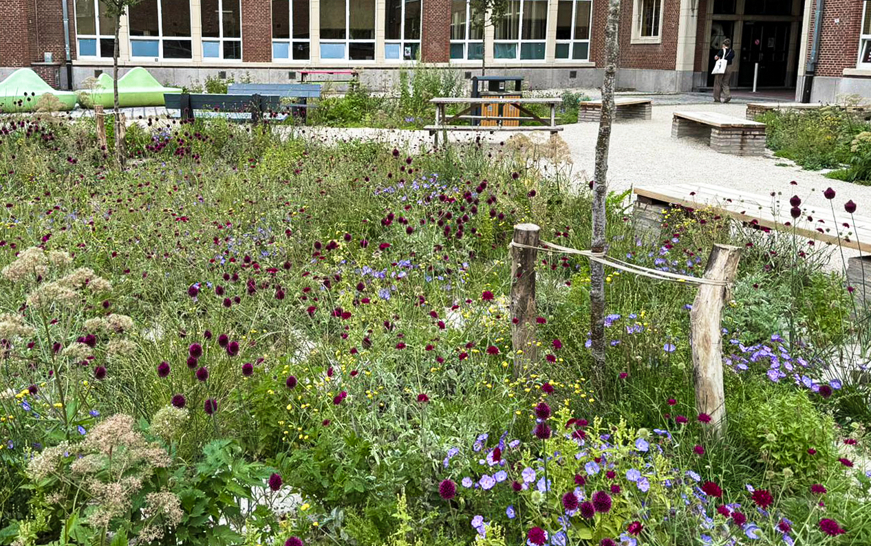 Bloeiende groene lobben op de ontharde speelplaats van GO! Atheneum Tienen, speelplaatsontwerp Lscapes